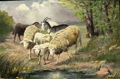 VINTAGE POSTCARD Goat Sheep