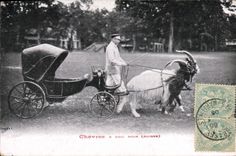 VINTAGE POSTCARD Chevre Goats has black neck Suisse