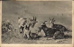 CPA Chevre 