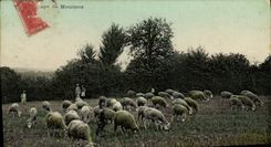 VINTAGE POSTCARD Folklore Breeding of sheep