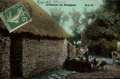 CPA Folklore Le retour du troupeau Moutons