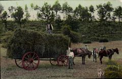 CPA Folklore La rentree des bles Attelage Chevaux