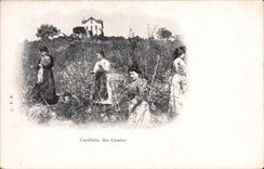 CPA Folklore Cueillette des cerises 