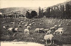 VINTAGE POSTCARD Folklore Herd with the apturage Sheep