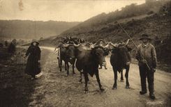 CPA Folklore Auvergne Charrot du bois de chauffage 