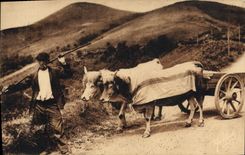 CPA Folklore Pays basque Attelage basque Boeufs