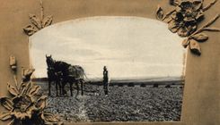CPA Folklore Labour Cheval