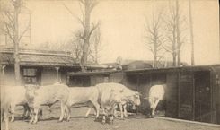 Real photo Cows Oxen Train