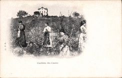 CPA Folklore Cueillette des cassies