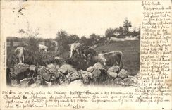 VINTAGE POSTCARD Folklore Marchois Oxen