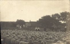 CARTE PHOTO Elevage Moutons