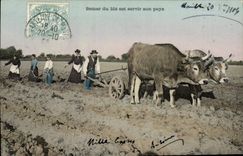 VINTAGE POSTCARD Folklore To sow corn is to serve its country Boeufs Ploughing