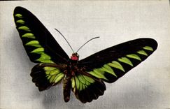 CPA Papillon Ornithoptera Brookeana 