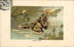 CPA Papillon Paon de nuit 