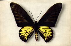 CPA Papillon Papilio Aecus Kaguya Formose Chine China 