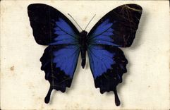 VINTAGE POSTCARD Butterfly Papilio Tlegonus Java