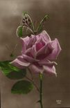 CPA Papillon Fleur Rose