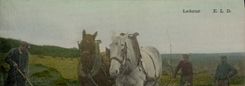 CPA Folklore Labour Cheval