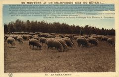 CPA Folklore En Champagne Moutons 