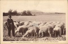 VINTAGE POSTCARD Folklore the shepherd and his herd in the plain Sheep