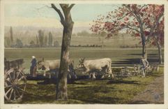 VINTAGE POSTCARD Folklore Coach Oxen Ploughing