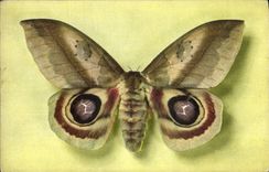 VINTAGE POSTCARD Fantasy Butterfly Automeris Janus Colombia Boubee Collection