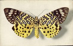 VINTAGE POSTCARD Fantasy Butterfly Moorea Argus Boubee Collection