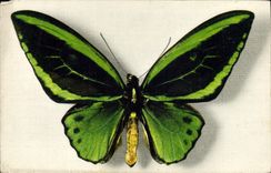 CPA Fantaisie Papillon Ornithoptera Aruana Aru Islande Collection Boubee