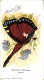 VINTAGE POSTCARD Fantasy Butterfly of Europe Morio Chocolate louit