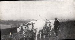 Bueyes del folklore de la POSTAL de la VENDIMIA de Seeberger Coach