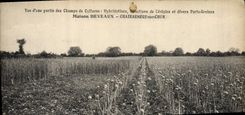 CPA Folklore Vue d'une partie des champs de cultures Hydridations Selections de cereales Deveaux Chateauneuf sur Cher 