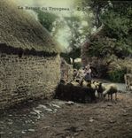 CPA Folklore Le retour du troupeau Moutons