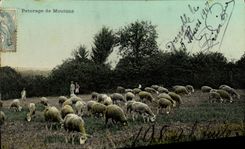 VINTAGE POSTCARD Folklore Pasture of sheep