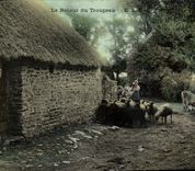 CPA Folklore Le retour du troupeau Moutons