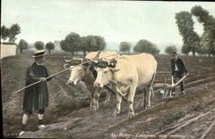 CPA Folklore Vichy Labourage aux environs Boeufs 