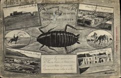 VINTAGE POSTCARD Fantasy Marketing year 1915 1917 Kingdom of the Southern Cockroach Extreme Tunisian Tunisia Militaria
