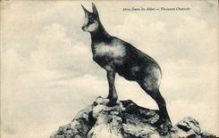 VINTAGE POSTCARD In the Alps a young chamois