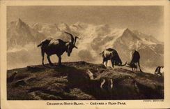 VINTAGE POSTCARD Chevre Chamonix Mont Blanc Chevres has plane Praz