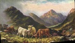 CPA Vaches 