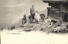 VINTAGE POSTCARD Goat In the Alps Pig Pig