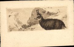 CPA Chamois 