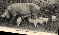CPA Folklore En Perigord Une heureuse Famille Cochon Porc 