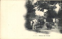VINTAGE POSTCARD Cows Return of the fields Sheep