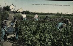 CPA Folklore Les grappes et les coeurs se cueillent aux vendanges
