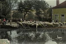 CPA Folklore Moutons Enfants