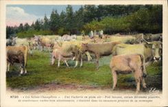CPA Scenes champetres Une vacherie en plein air Vaches 