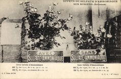 VINTAGE POSTCARD Effects of sulfate of amnoniaque on rose trees
