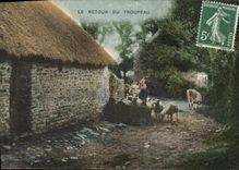 CPA Folklore Le retour du troupeau Moutons 