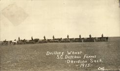 CPA Drilling Wheat SG Detchon Farms Davidson Sask 1915 TOP