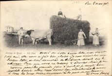 VINTAGE POSTCARD Folklore Coach of oxen Haymaking